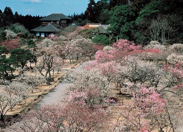 偕楽園写真