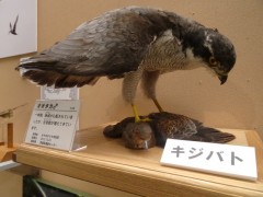 キジバトを捕えるオオタカの画像