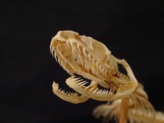 アオダイショウの口の中の画像