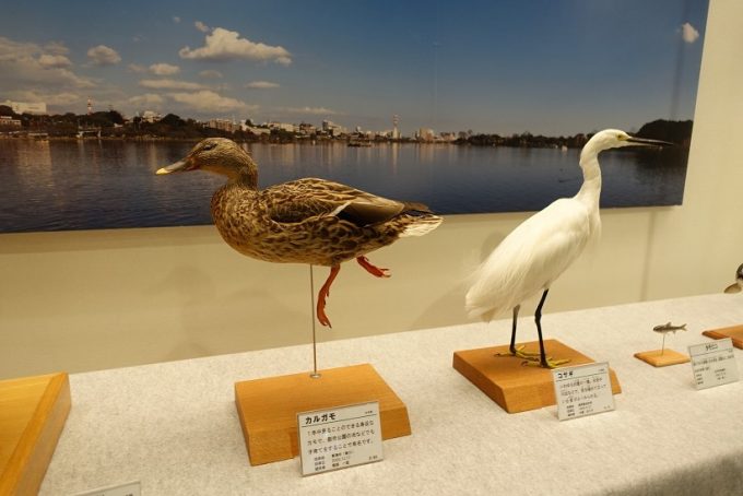 千波湖を代表する生き物である水鳥の画像