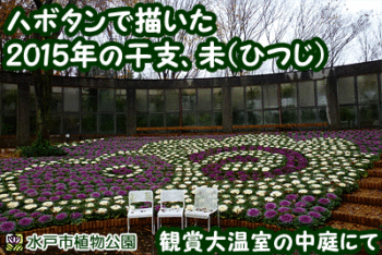 観賞大温室の中庭にハボタンで描いたヒツジ登場!の画像