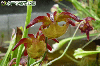 食虫植物のサラセニア(瓶子草ヘイシソウ)の画像