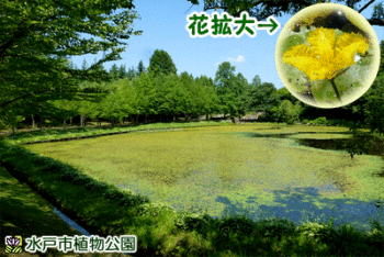 アサザの画像