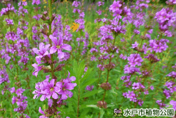 ミソハギの画像