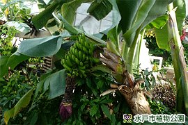 バナナの画像