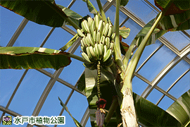 フイリバナナの画像