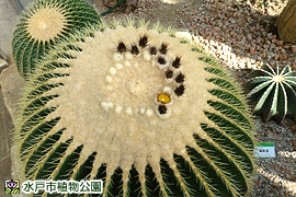 金鯱(きんしゃち)の画像