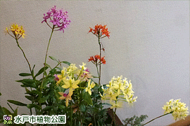 エピデンドルム(ラン科)の画像
