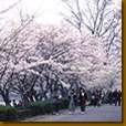 水戸の桜まつり