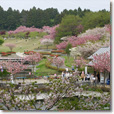 八重桜まつり