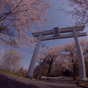 あたご山桜まつり