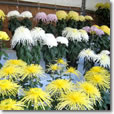 水戸の菊花展