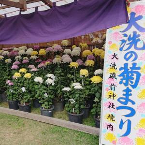 大洗の菊まつり
