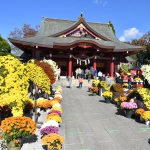笠間の菊まつり