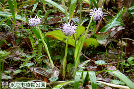 ショウジョウバカマの画像