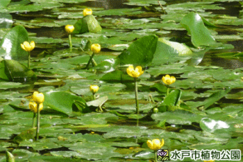 コウホネの画像