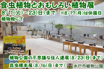 食虫植物とおもしろい植物展の画像