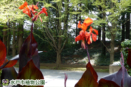 カンナ(銅葉)の画像