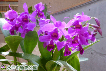 カトリアンセ・ファビンギアナ(ラン科)の画像