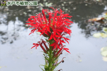 宿根ロベリアの画像