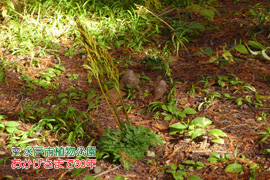 フユノハナワラビ(別称:フユワラビ)の画像