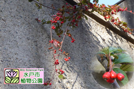 コトネアスターの画像