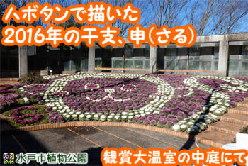 ハボタンで描いた来年の干支「さる」の画像