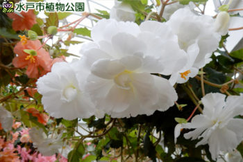 魅惑の球根ベゴニア展の画像2