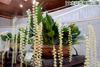 デンドロキラム・コピアナム(葉は別の植物)の画像