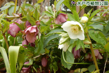 クリスマスローズ（地植え）の画像