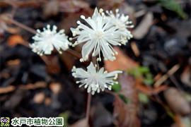 オウレンの画像