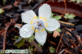 セツブンソウの画像