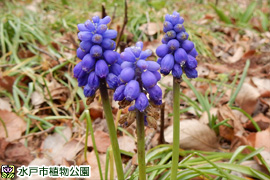 ムスカリの画像