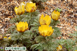 フクジュソウの画像