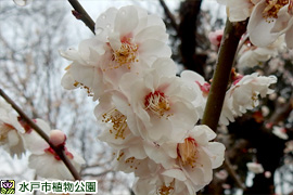 ウメ‘八重海棠’の画像