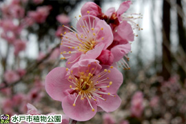 ウメ‘紅冬至’の画像