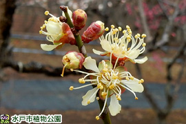 ウメ‘黄金梅’の画像