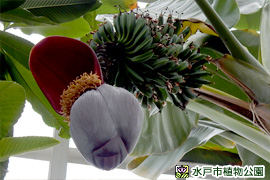 バナナの画像