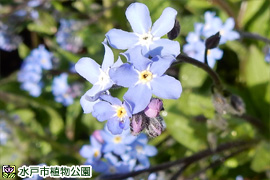 ワスレナグサの画像