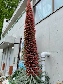 エキウム　ウィルドプレッティ