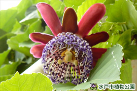 パッシフロラ・アラタの画像