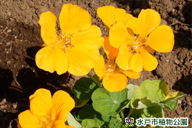 ナスタチウム(キンレンカ)の画像