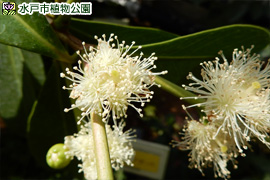 キミノバンジロウ(グアバの1種)の画像