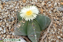 碧瑠璃鸞鳳玉(へきるりらんぽうぎょく)の画像