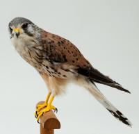 チョウゲンボウ