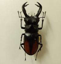 セアカフタマタクワガタ