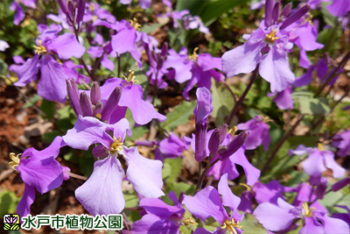ムラサキハナナの画像