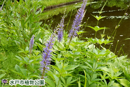 クガイソウの画像