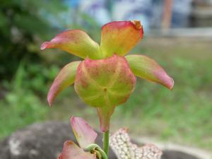 サラセニアの花
