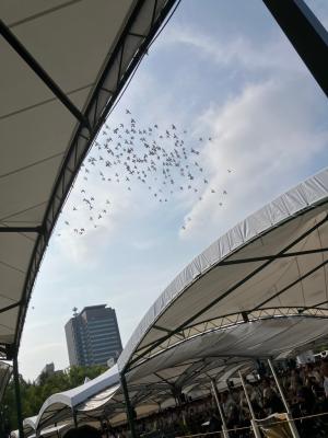 平和記念式典へ参列　鳩の写真